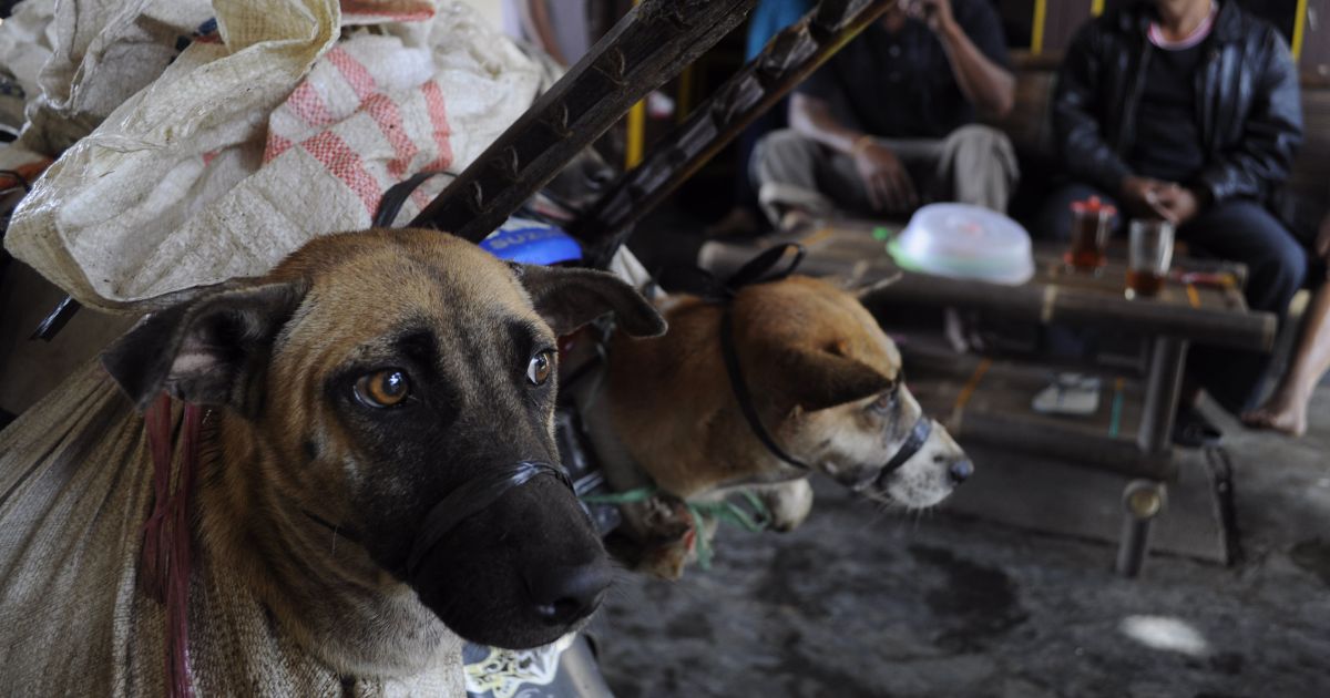 Captured dogs bound in hessian sacks arrive on a motorbike
at a slaughterhouse. Photo: Dog Meat Free Indonesia