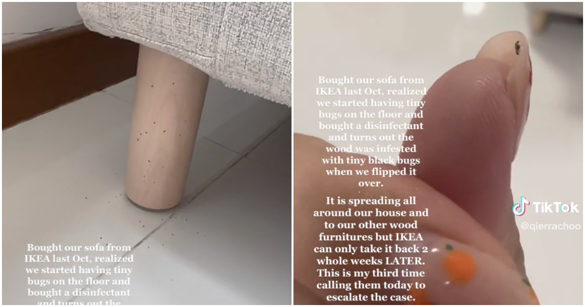 Screengrabs from a TikTok showing tiny black insects surrounding an IKEA sofa. Photos: Qierra C/TikTok
