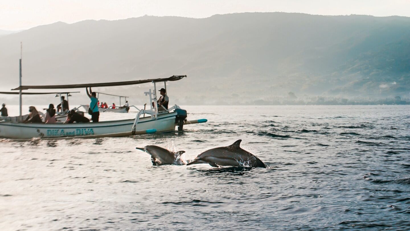 File photo of dolphin sightseeing. Credit: Unsplash/Indira Tjokorda.