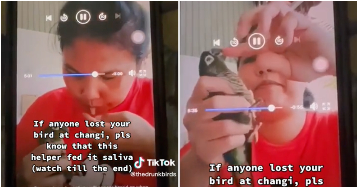 Screengrabs of the TikTok showing a woman feeding her saliva to a parrot. Photo: Thedrunkbirds/TikTok
