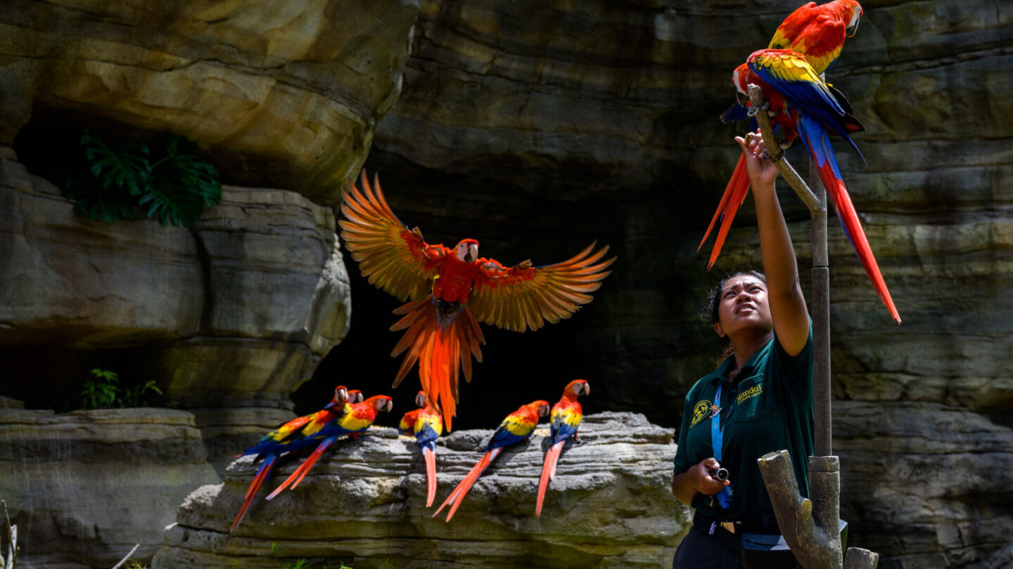 Scarlet Macaws being released into Hong Leong Foundation Crimson Wetlands. Photo: Mandai Wildlife Group
