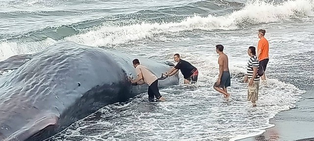 A sperm whale that was found wounded on a beach in Klungkung on April 5, 2023 was successfully pushed back into the ocean by the locals. Photo: Screengrab.