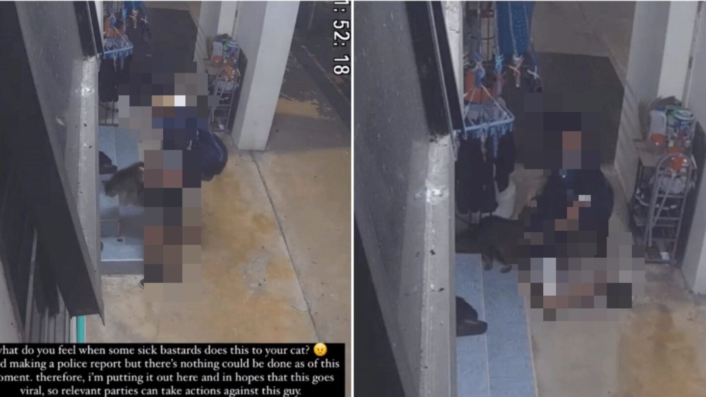 Screenshots from the surveillance footage showing a boy humping a cat in Bukit Panjang. Photos: Ismulazim/Instagram