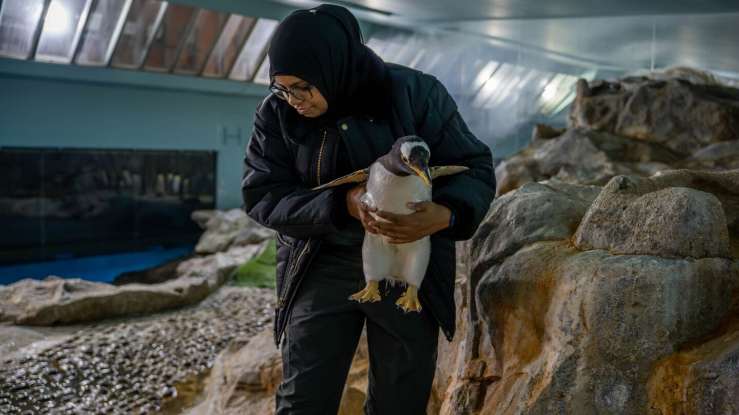 A Gentoo Penguin being carried by a keeper. Photo: Mandai Wildlife Group
