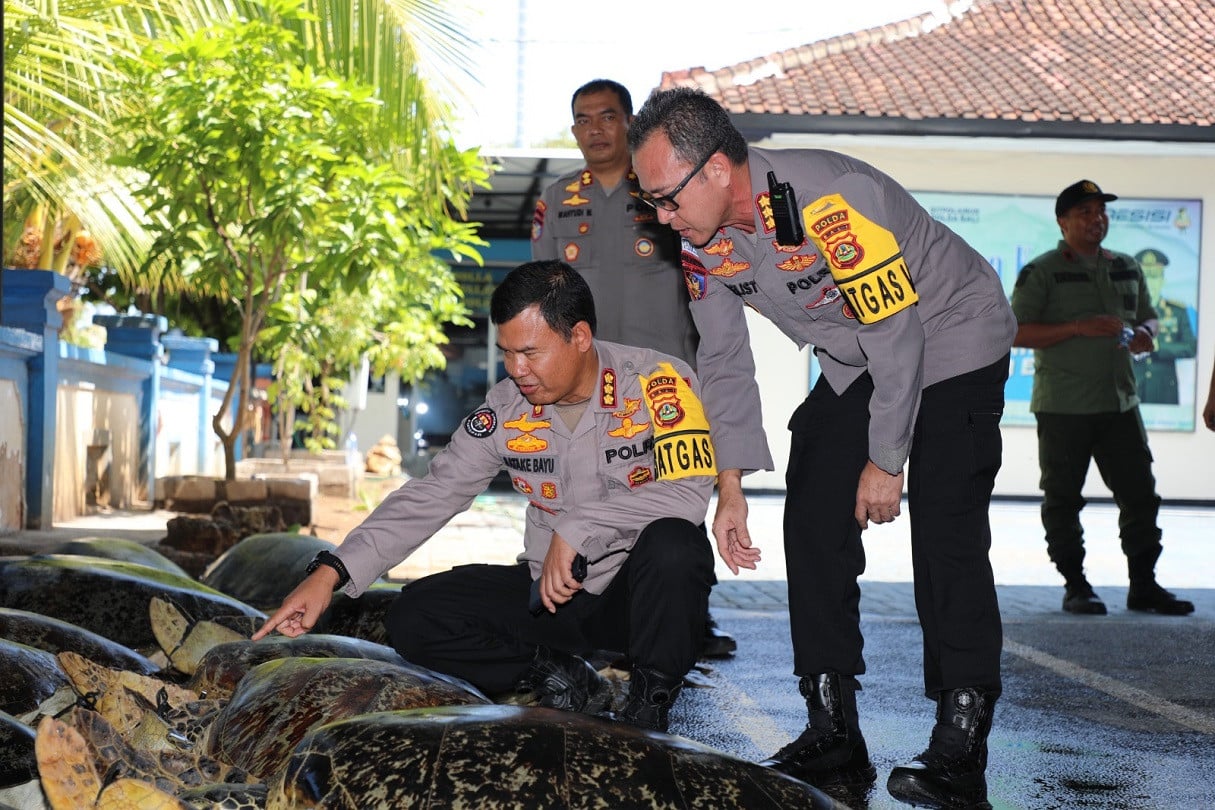 Officers of the Bali Police inspecting the 21 green sea turtles confiscated from a local poacher who allegedly has been slaughtering turtles and sell its meat for 24 years. The man was arrested on April 30, 2023, in Benoa. Photo: Obtained.