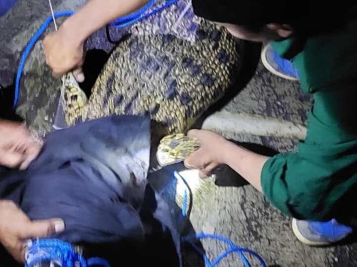 Two estuarine crocodiles were rescued from a resident in Gumrih Village, Pekutatan District on Saturday evening after being kept as pets for nearly a decade.  Photo: BKSDA Bali.