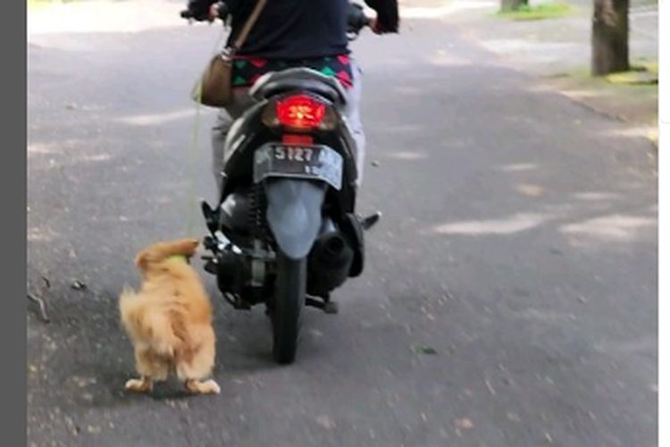 A clip of a woman dragging her dog as she drives her motorbike on the road in Bali has gone viral on social media on May 9, 2023. Photo: Screengrab.